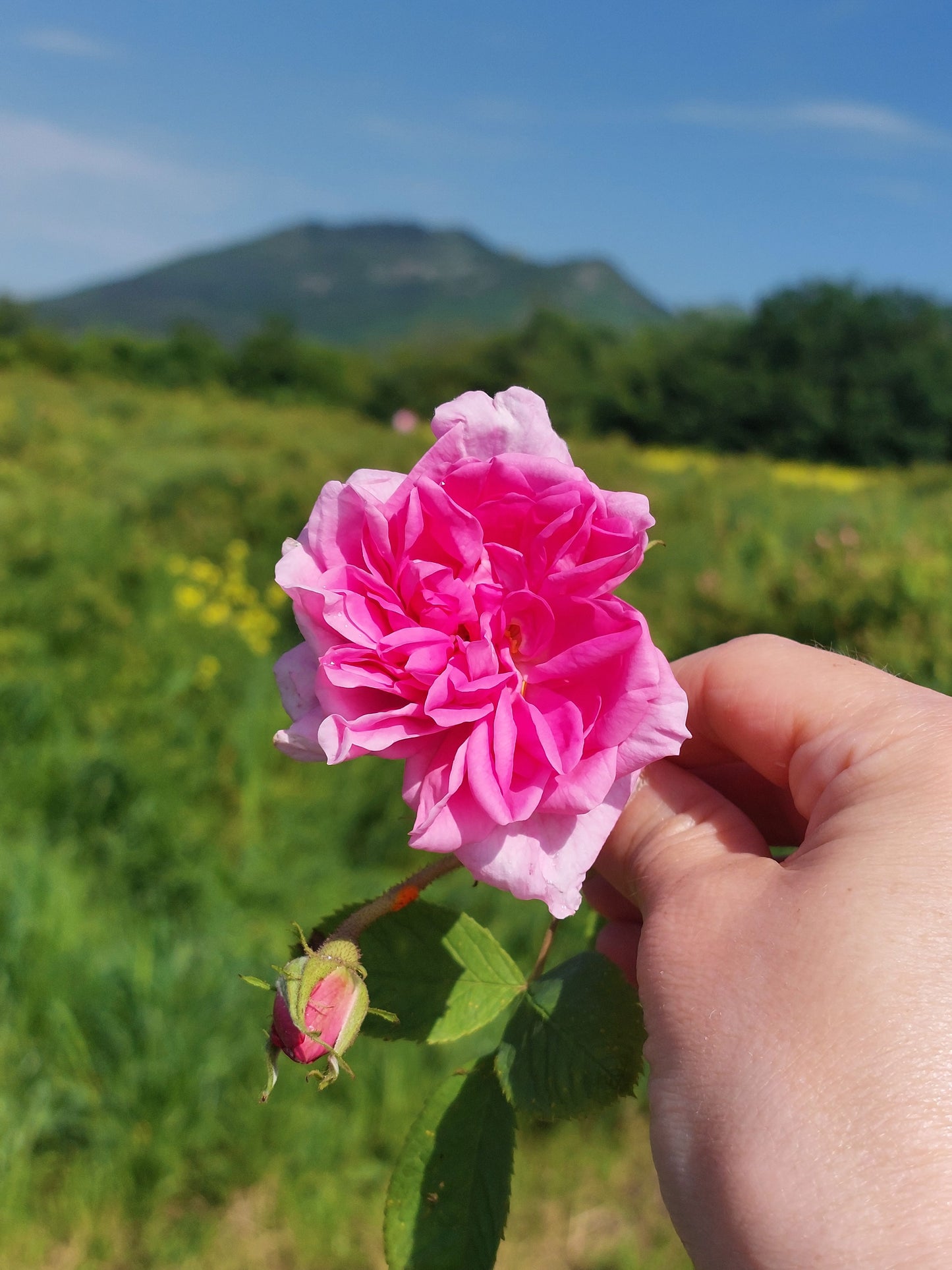 Damasko rožių eterinis aliejus (Rosa damascena) 1 ml