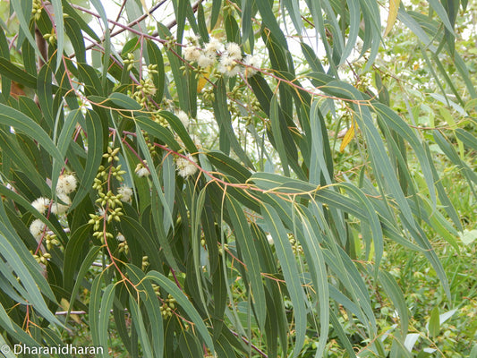 Eukaliptų citrinakvapių / korimbijų eterinis aliejus (Eucalyptus citriodora) 5 ml