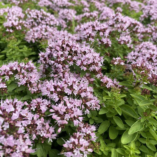 Raudonėlių eterinis aliejus (Origanum compactum) 10 ml
