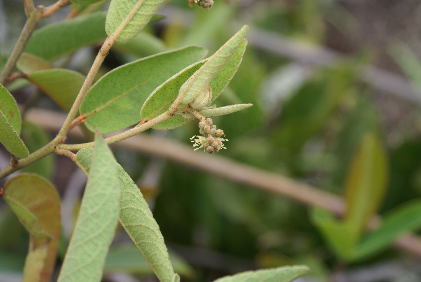 Krotonų / Zanapoly eterinis aliejus (Croton geayi) 5 ml