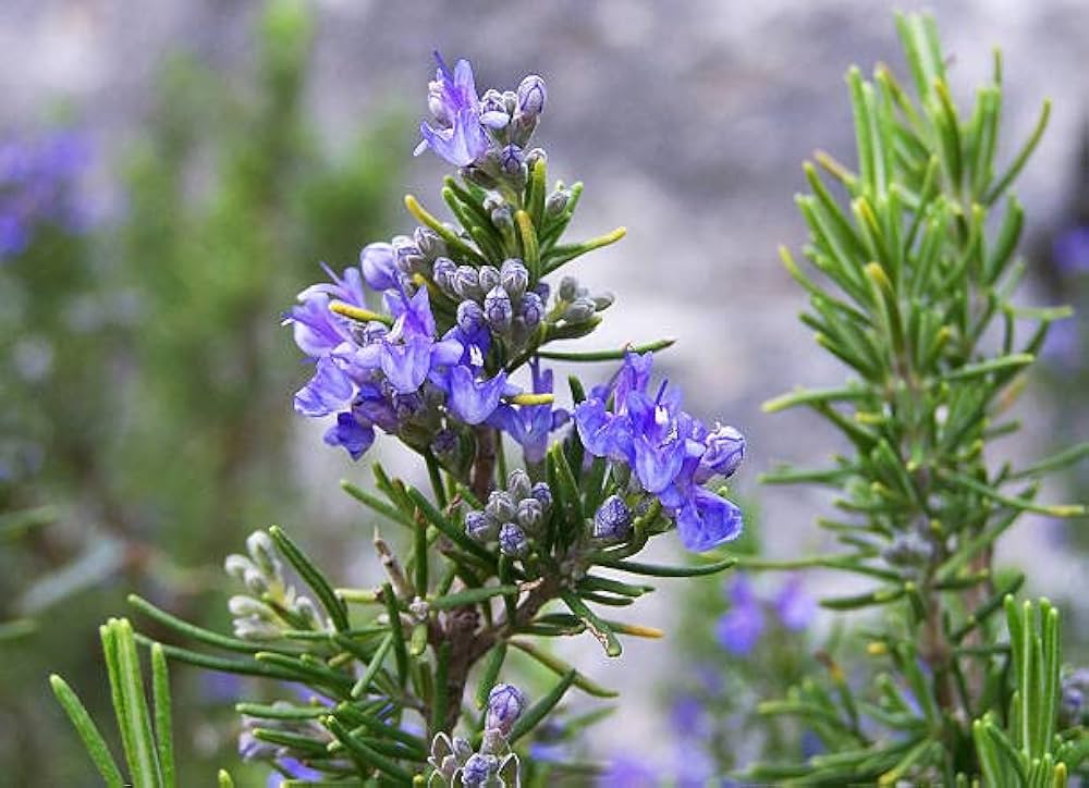 Rozmarinų eterinis aliejus (Rosmarinus officinalis ct camphre) 5 ml
