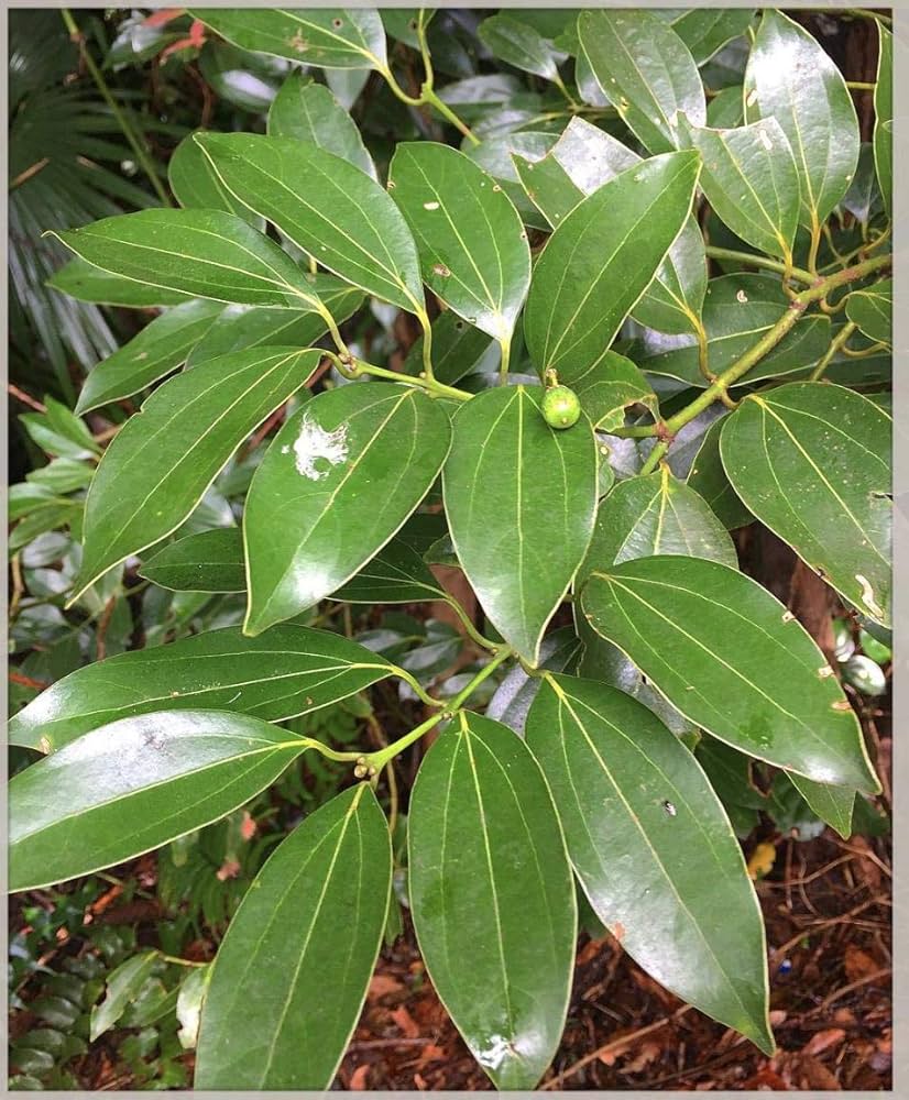 Cinamonų lapų eterinis aliejus (Cinnamomum Zeylanicum) 10 ml