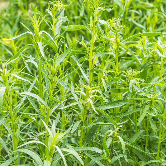 Peletrūnų eterinis aliejus (Artemisia dracunculus) 10 ml