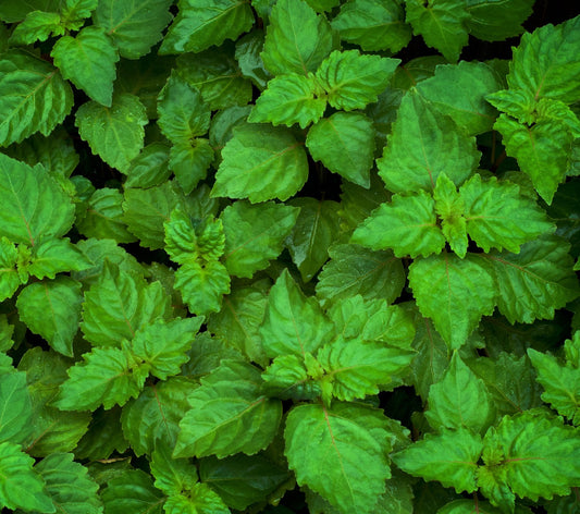 Pačiulių eterinis aliejus (Pogostemon cablin) 5 ml