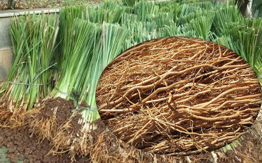 Vetiverijų eterinis aliejus (Vetiveria zizanioides) 10 ml