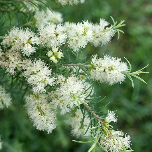 Arbatmedžių/Pražangialapių mirtenių (Malaleuca alternifolia) 5 ml