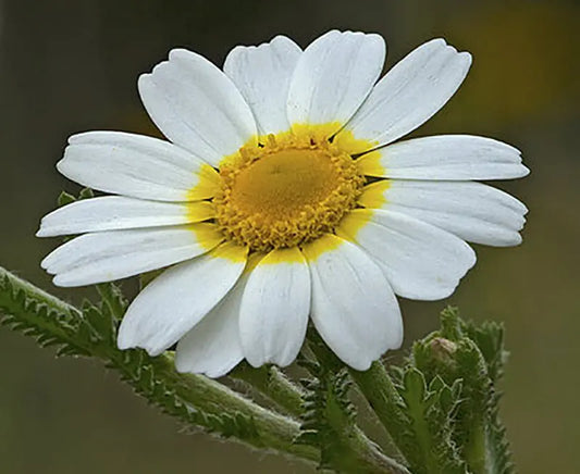 Laukinių maroko ramunėlių eterinis aliejus (Ormenis mixta) 10 ml