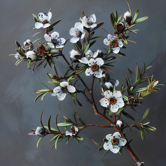 Pietų afrikos ramunėlių eterinis aliejus (Eriocephalus Punctulatus) 5 ml