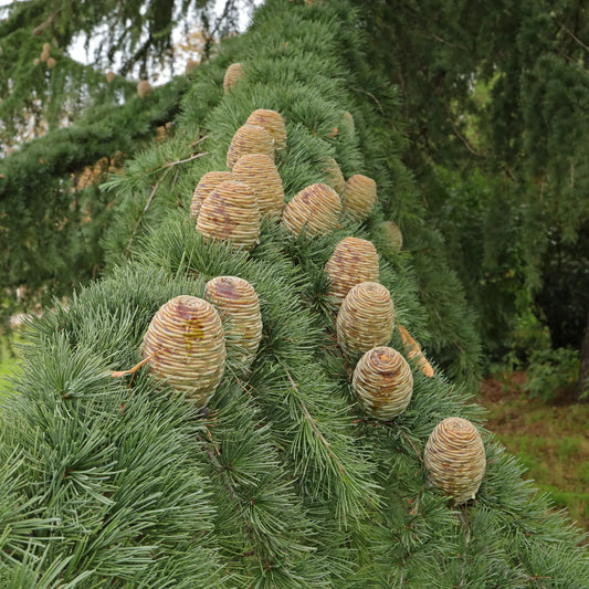 Kedrų eterinis aliejus (Cedrus atlantica) 5 ml