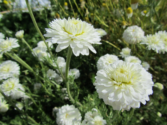 Romaninių ramunėlių eterinis aliejus (Chamaemelum nobile) 5 ml