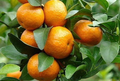 Mandarinų eterinis aliejus (Citrus reticulata) 5 ml