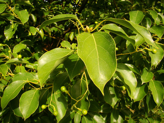 Kamparinių cinamonų / Ho wood eterinis aliejus (Cinnamomum camphora) 10 ml