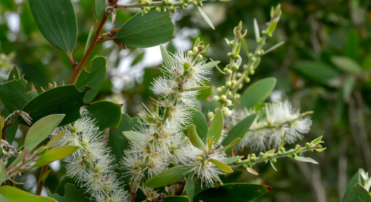 Niaouli eterinis aliejus (Malaleuca viridiflora) 5 ml