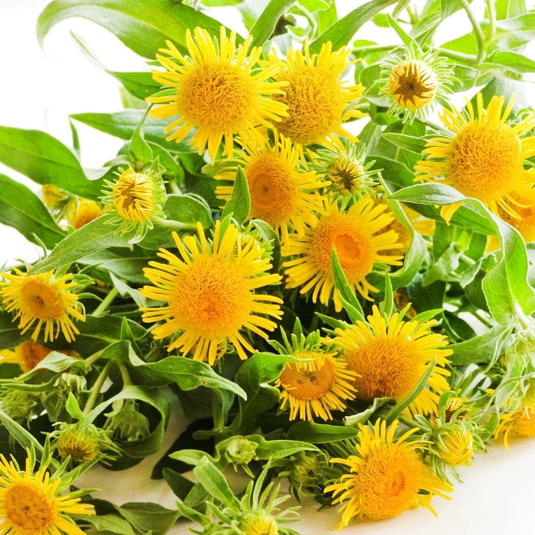 Debesylų eterinis aliejus (Inula graveolens) 5 ml