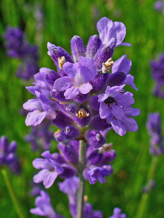 Levandų eterinis aliejus (Lavandula angustifolia) 10 ml Bulgarija