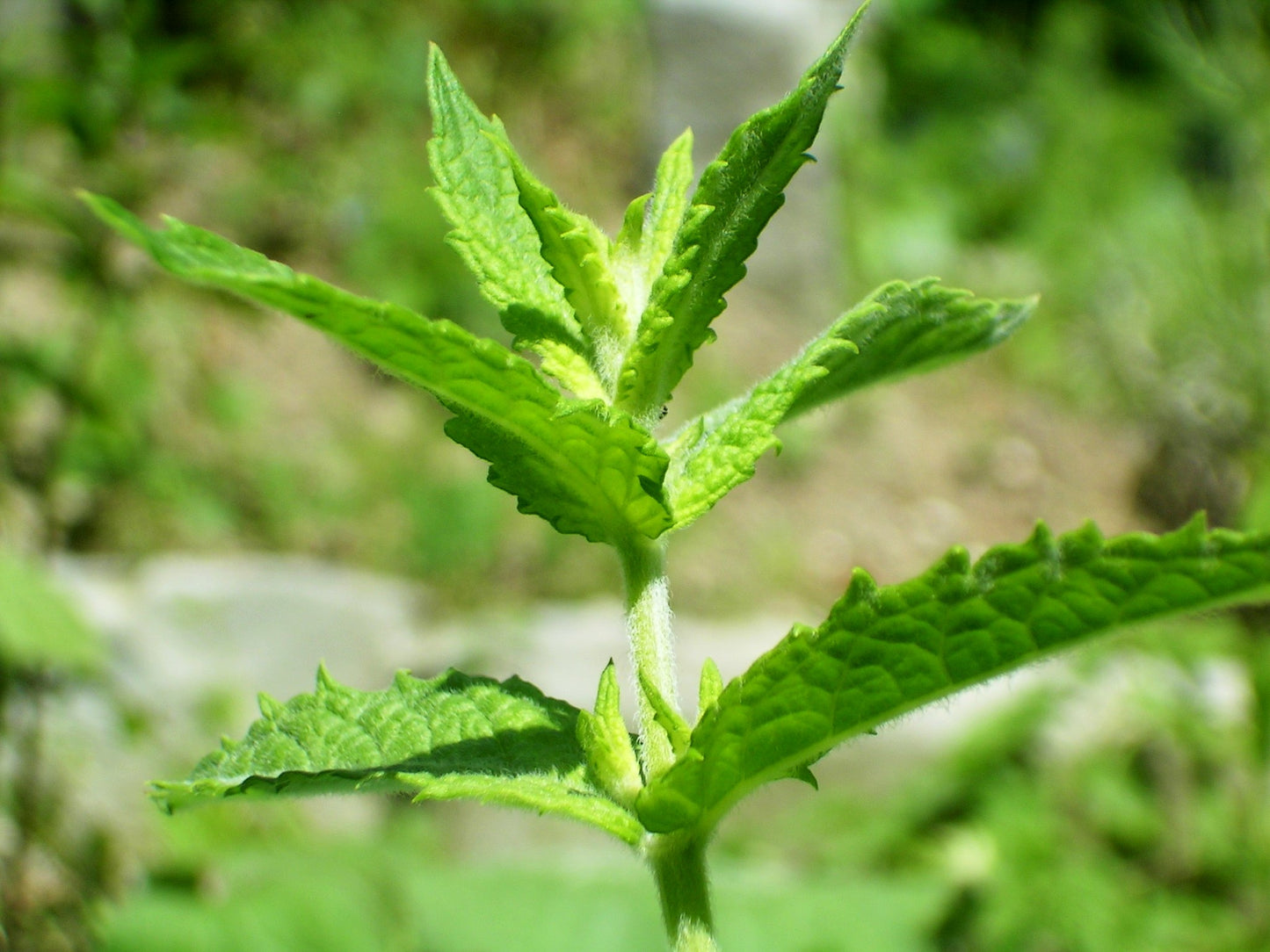 Šaltmėčių eterinis aliejus (Mentha viridis) 10 ml