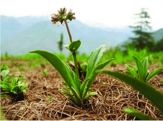 Nardų šaknų eterinis aliejus (Nardostachys jatamansi) 5 ml