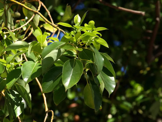 Ravintsarų / Kamparinių cinamonų lapų (Cinnamomum camphora) 5 ml