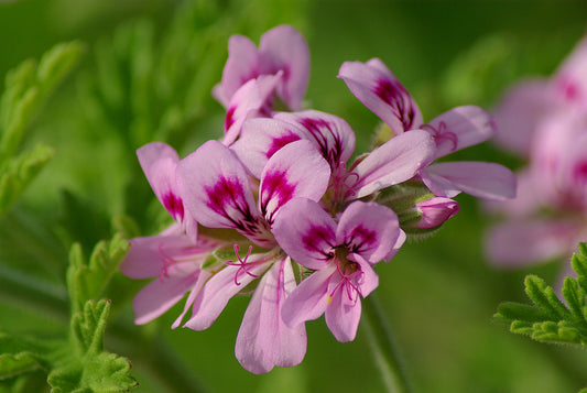 Pelargonijų burboninių eterinis aliejus (Pelargonium graveolens) 5 ml