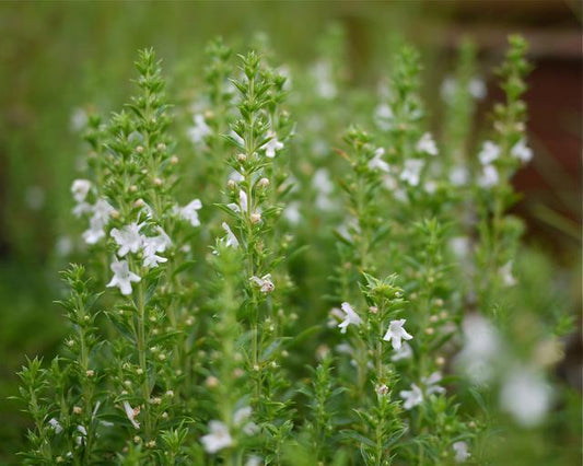 Kalninių dašių eterinis aliejus (Satureja montana) 10 ml