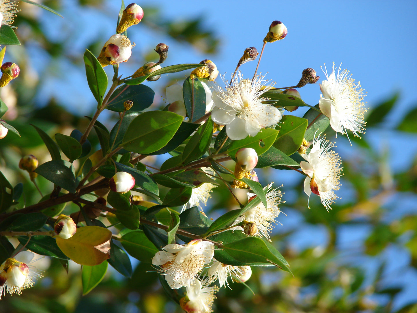 Mirtų eterinis aliejus (Myrtus communis) 10 ml