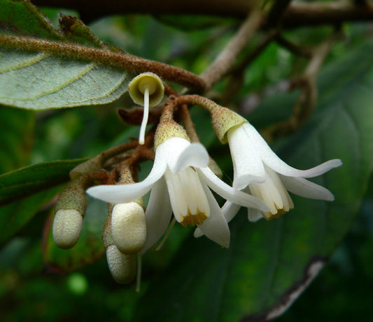 Benzoino dervos eterinis aliejus (Styrax tonkinensis) 5 ml