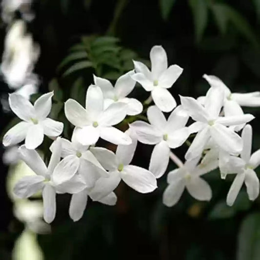 Jazminų absoliutas (Jasminum grandiflorum) 5 ml