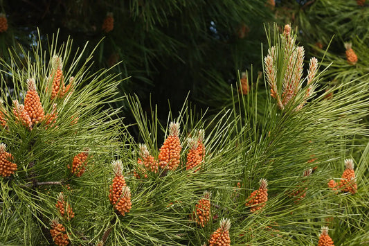 Pajūrinių pušų eterinis aliejus (Pinus pinaster) 5 ml