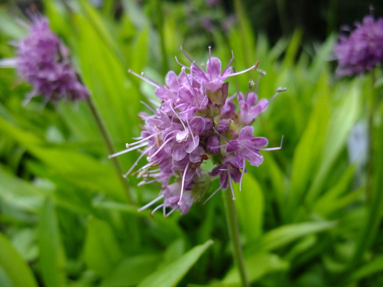 Nardų šaknų eterinis aliejus (Nardostachys jatamansi) 10 ml