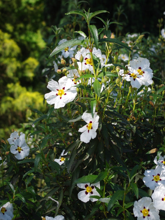 Gauruotųjų švitrūnų eterinis aliejus (Cistus ladaniferus) 5 ml
