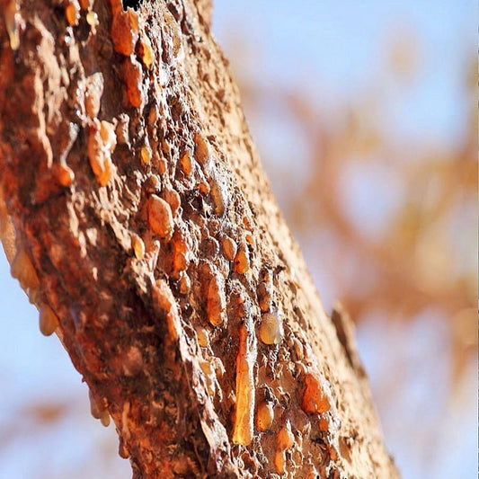 Mirų eterinis aliejus (Commiphora myrrha) 5 ml