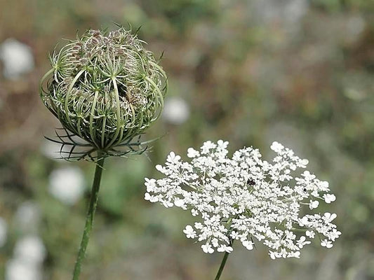 Morkų sėklų eterinis aliejus (Daucus carota) 5 ml