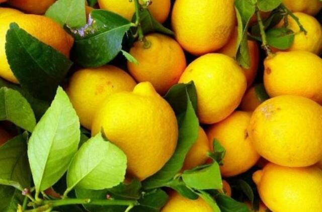 Citrinų eterinis aliejus (Citrus limon) 5 ml