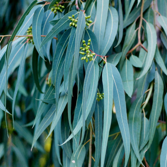 Eukaliptų spindulinių eterinis aliejus (Eucalyptus radiata) 5 ml