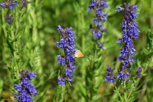 Vaistinių juozažolių / izopų eterinis aliejus (Hyssopus officinalis) 5 ml