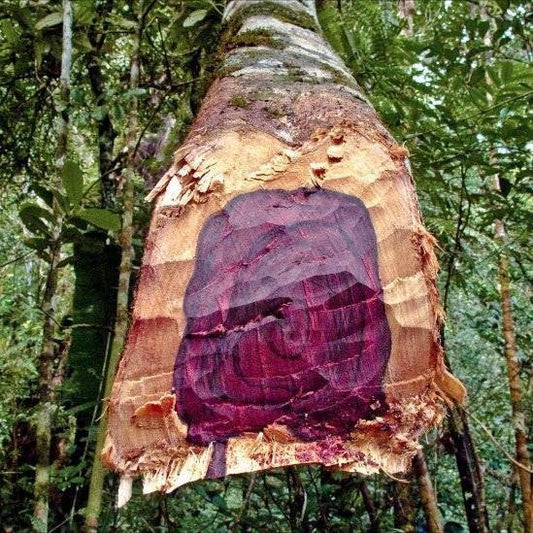 Rožmedžių eterinis aliejus (Aniba rosaeodora) 5 ml