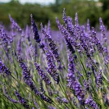 Levandinų eterinis aliejus (Lavandula burnatii) 10 ml