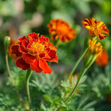 Serenčių eterinis aliejus (Tagetes minuta) 10 ml