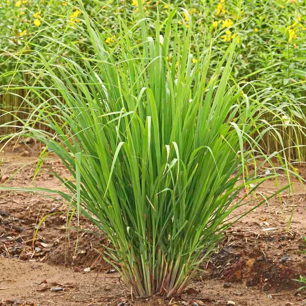 Citrinžolių tikrųjų eterinis aliejus (Cymbopogon flexuosus) 5 ml