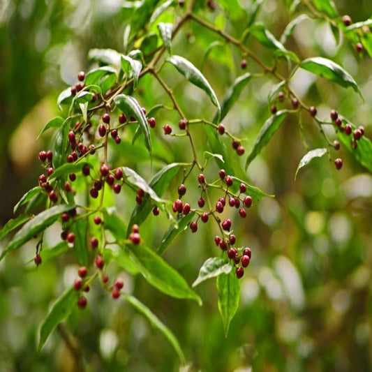 Japoninių laurenių eterinis aliejus (Litsea cubeba) 5 ml