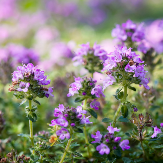 Čiobrelių eterinis aliejus linalolio chemotipo (Thymus vulgaris ct linalol)