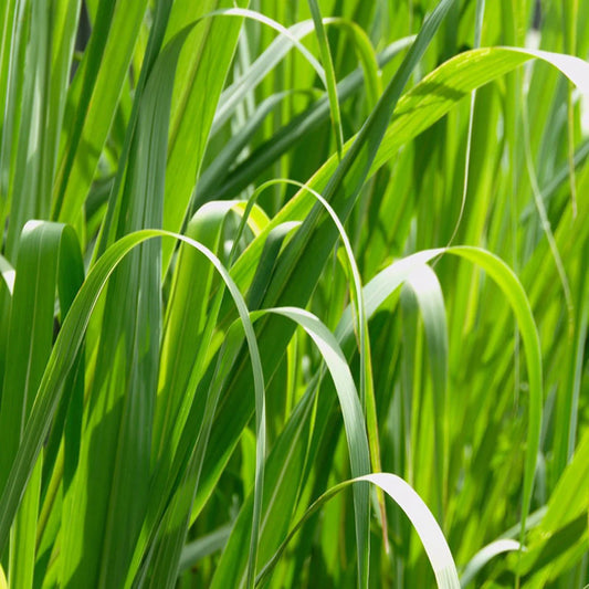 Imbierinių citrinžolių/palmarozų eterinis aliejus (Cymbopogon martinii) 5 ml