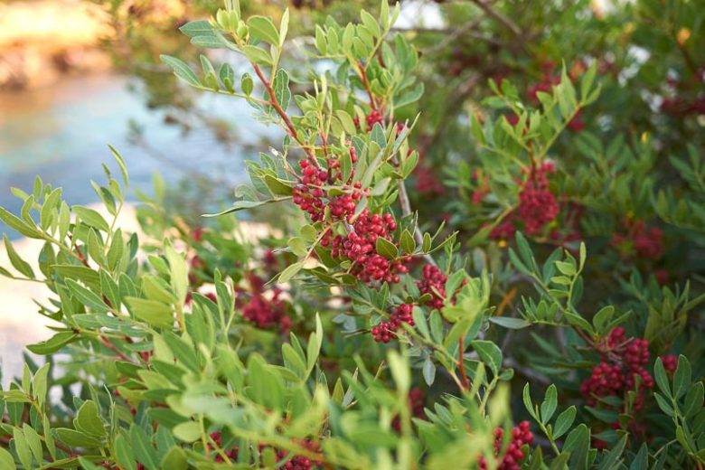 Mastikinių pistacijų eterinis aliejus (Pistacia lentiscus) 5 ml