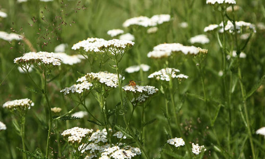 Kraujažolių eterinis aliejus (Achillea millefolium) 5 ml