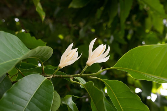 Magnolijų eterinis aliejus (Michelia alba) 5 ml