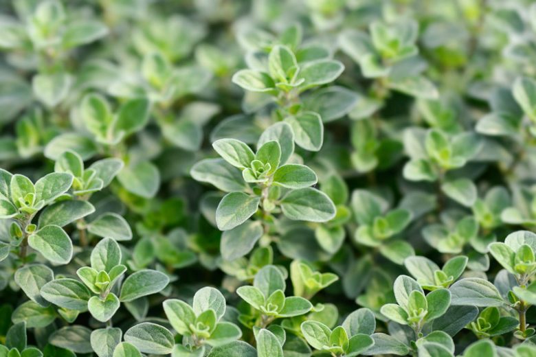 Mairūnų eterinis aliejus (Origanum majorana) 5 ml