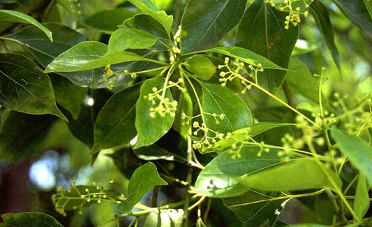 Kvapiųjų ravensarų eterinis aliejus (Ravensara aromatica) 5 ml