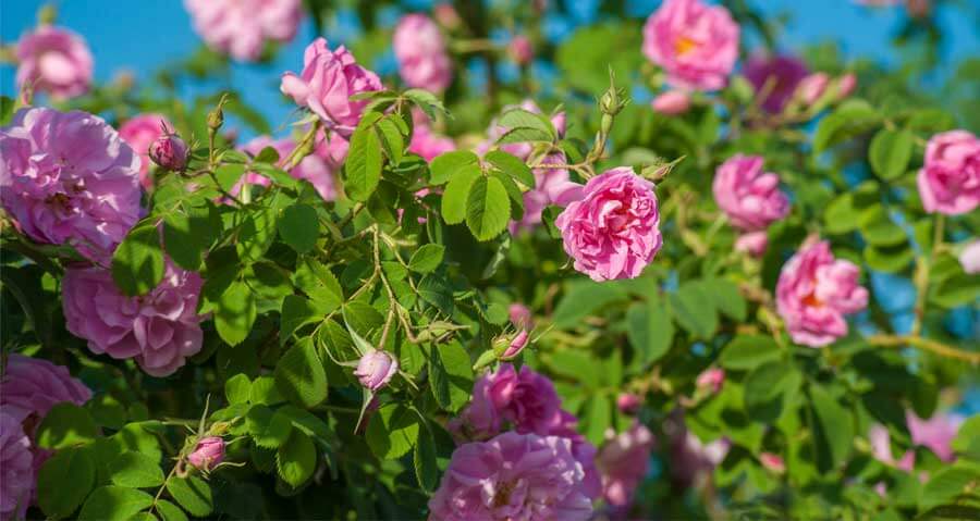 Damasko rožių eterinis aliejus (Rosa damascena) 1 ml