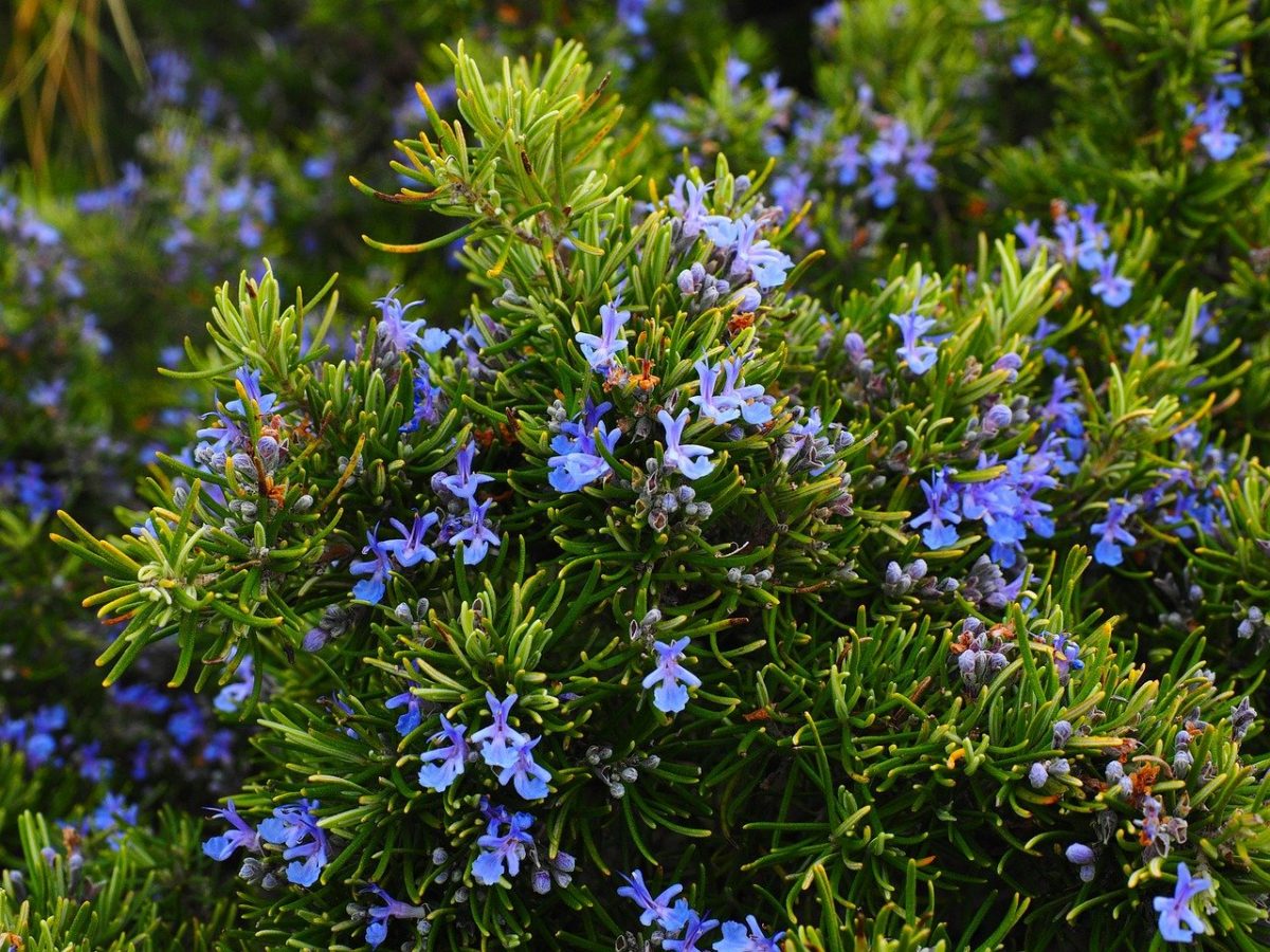 Rozmarinų eterinis aliejus (Rosmarinus officinalis ct cineole) 5 ml