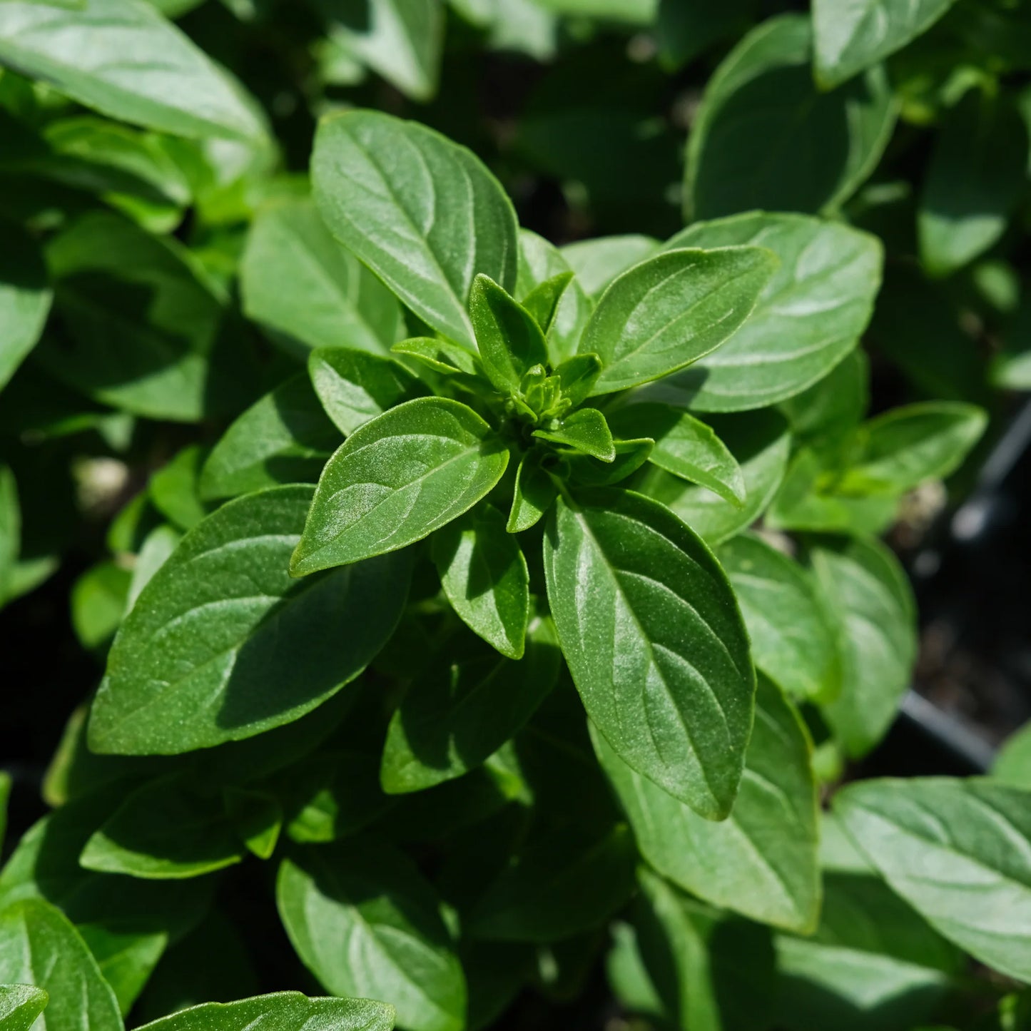 Bazilikų eterinis aliejus (Ocimum basilicum ct metilchavicol) 5 ml
